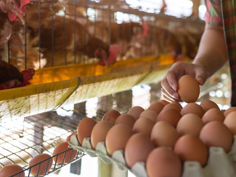 INE: producción de huevos de consumo presentó un incremento interanual de 4,1% en mayo de 2024