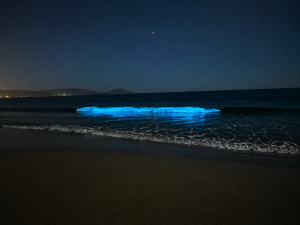 Guanaqueros se ilumina de azul: el fenómeno natural que sorprende y atrae miradas