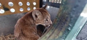 SAG captura puma que merodeaba en sector poblado de Paine y evalúa su reinserción en la naturaleza