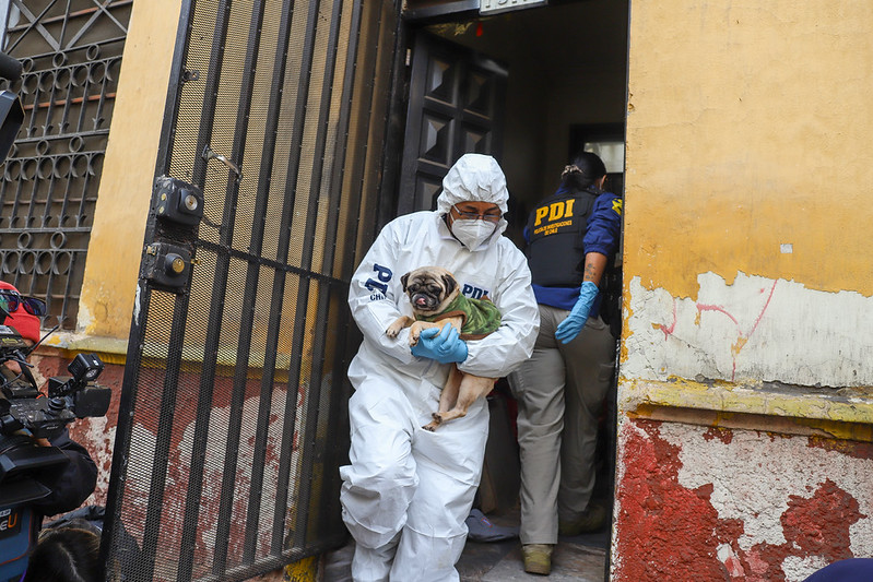 Municipalidad de Santiago y PDI desmantelan criadero clandestino en Barrio Yungay: rescatan 15 perros hacinados