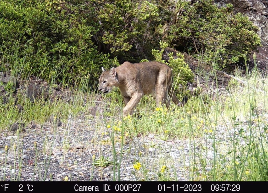 Día internacional del Puma: Especialistas U. de Chile explican importancia del puma para ecosistemas y desafíos en su conservación