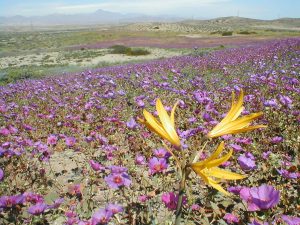 Equinoccio de primavera: especialistas aclaran qué es verdad y qué es mito
