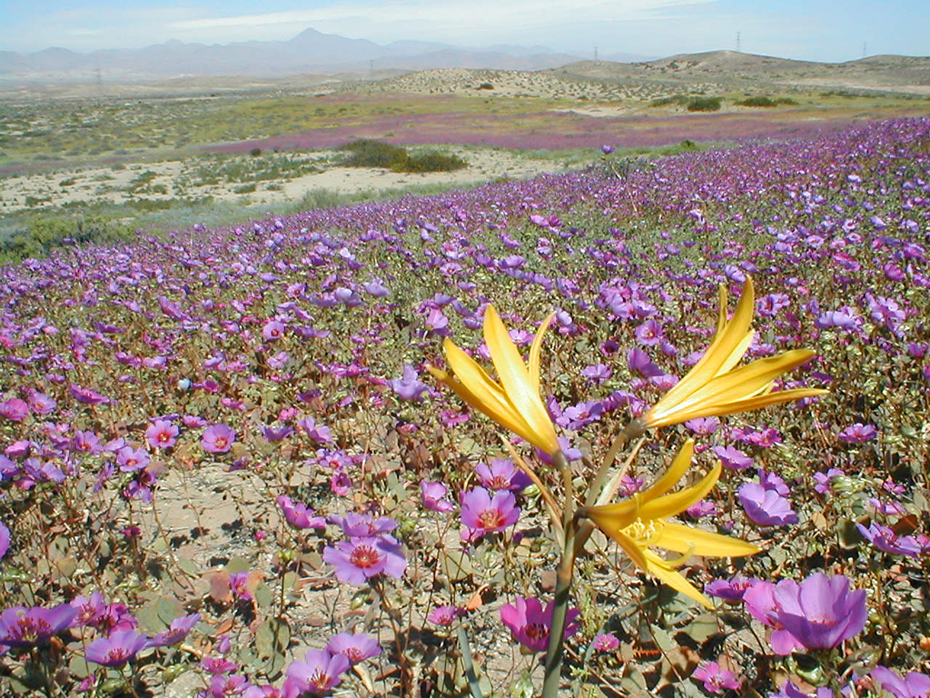 Equinoccio de primavera: especialistas aclaran qué es verdad y qué es mito