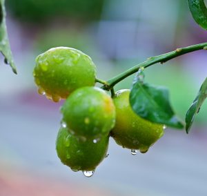 Lluvias intensas podrían afectar la floración y la calidad de la producción frutícola