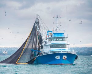 Estudio analizó beneficios y riesgos del comercio mundial de productos del mar